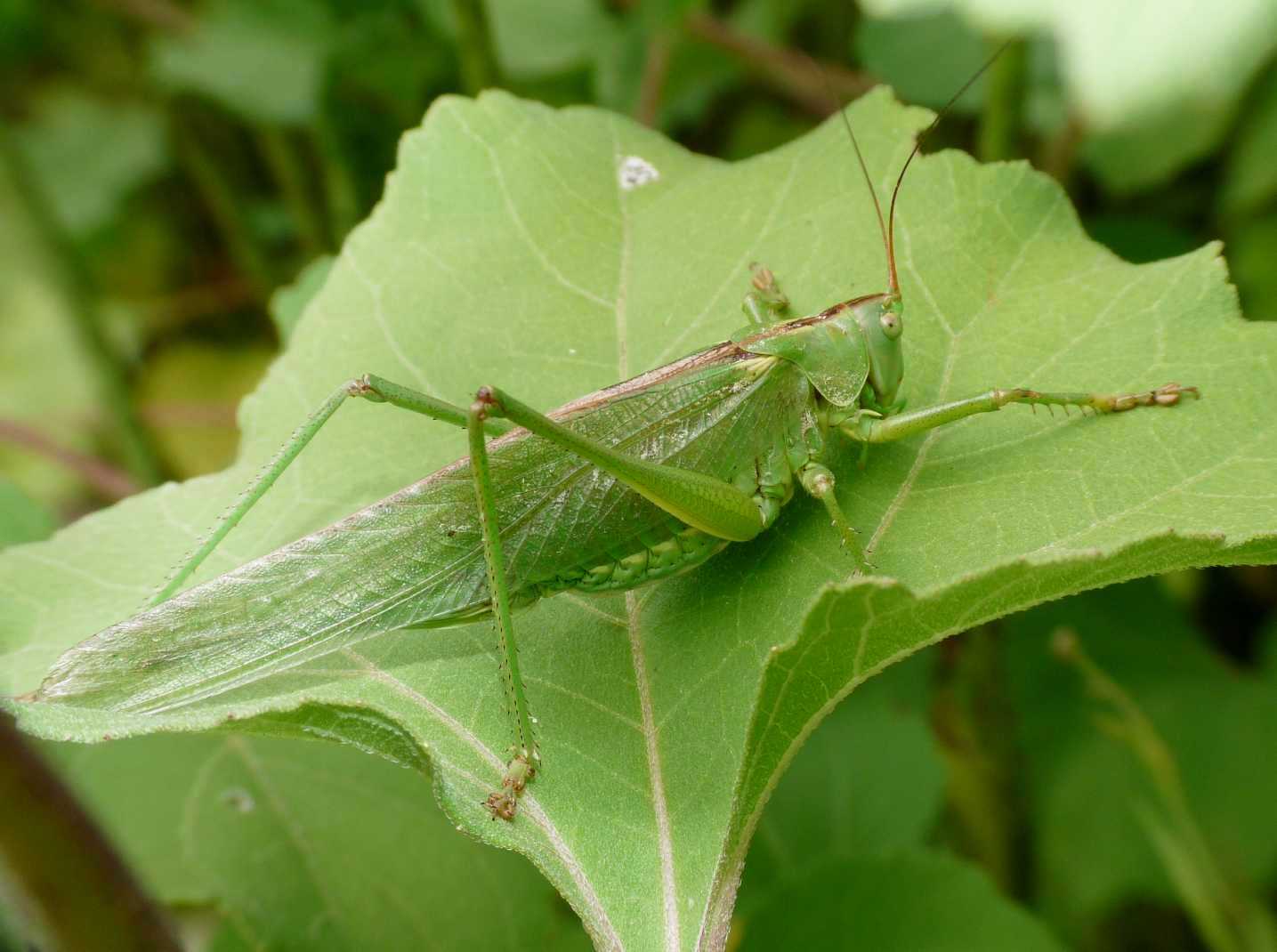 Orthoptera da identificare